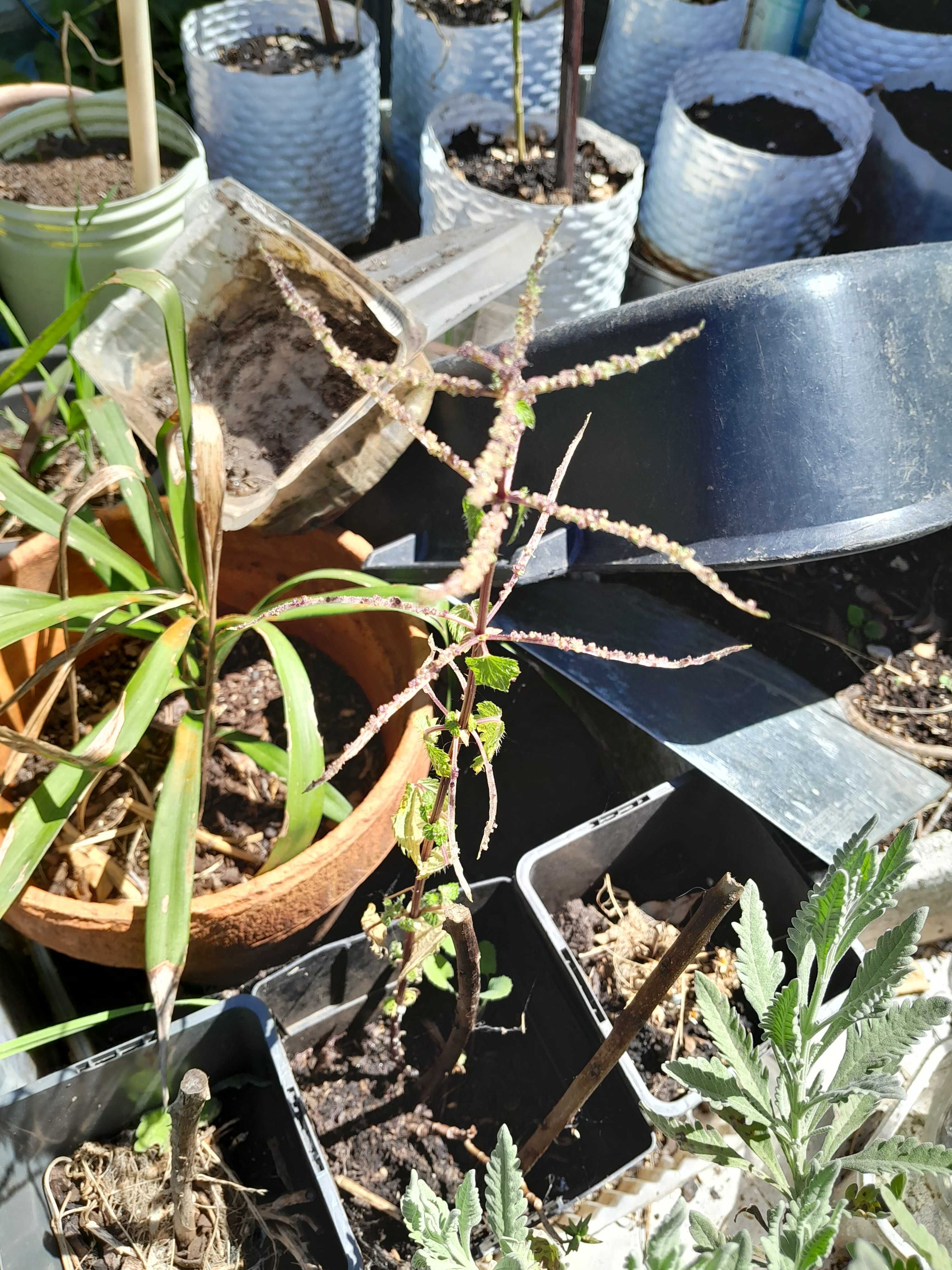 Salvia, Hortelã, lavanda, urtiga, incenso e mirrra  bastardo em mudas