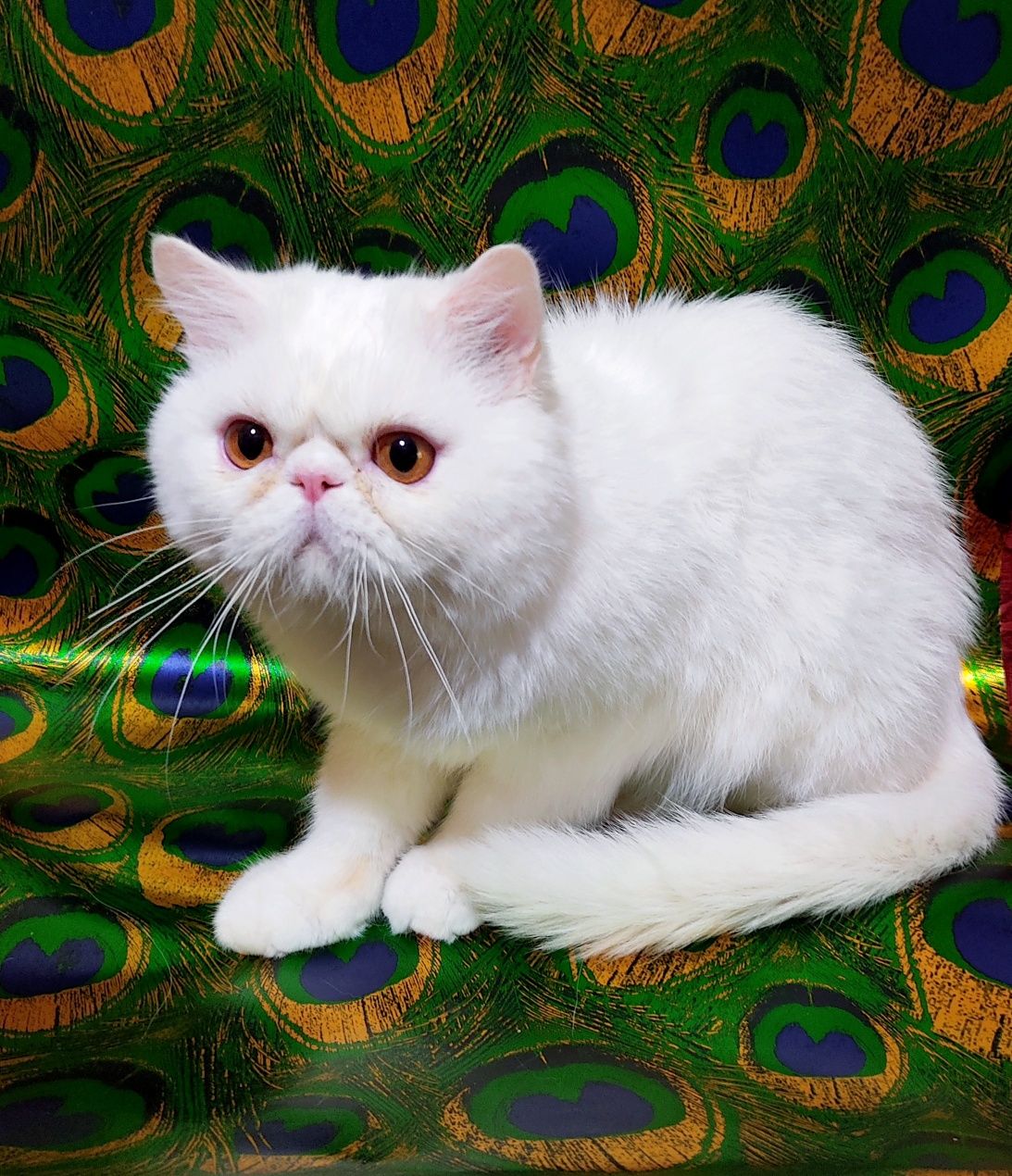 Підрощений екзотичний котик.