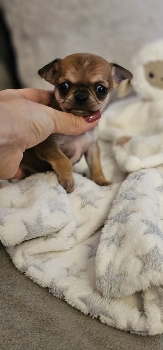 Chihuahua -chłopczyk