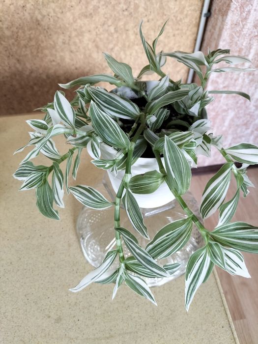 Традесканція зебріна