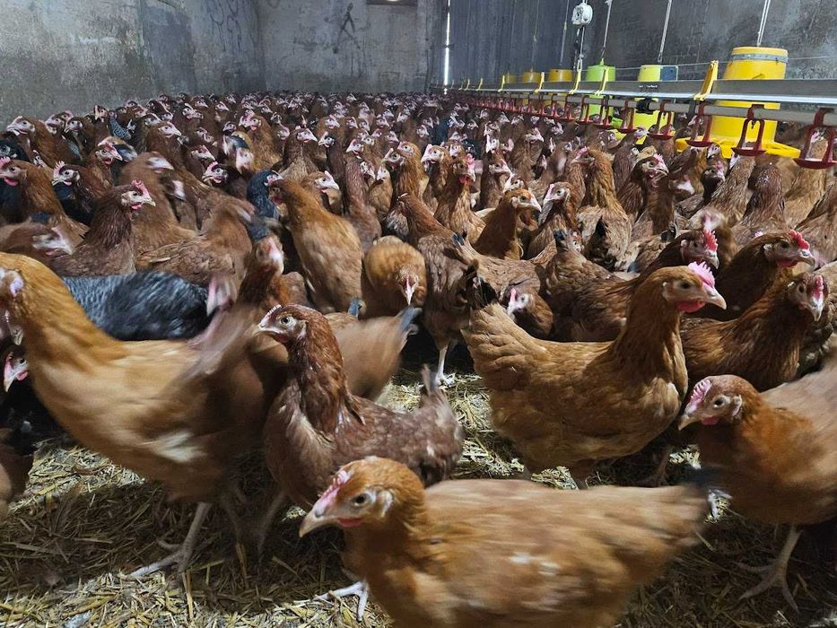 KURKI nioski kokoszki nioski odchowane rasy ROSA dowóz gratis