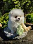 Szpic miniaturowy pomeranian