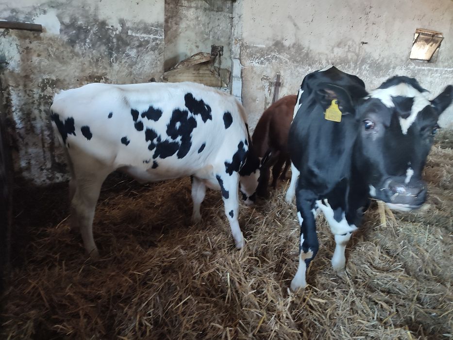 Jałówki hf w świetnej kondycji