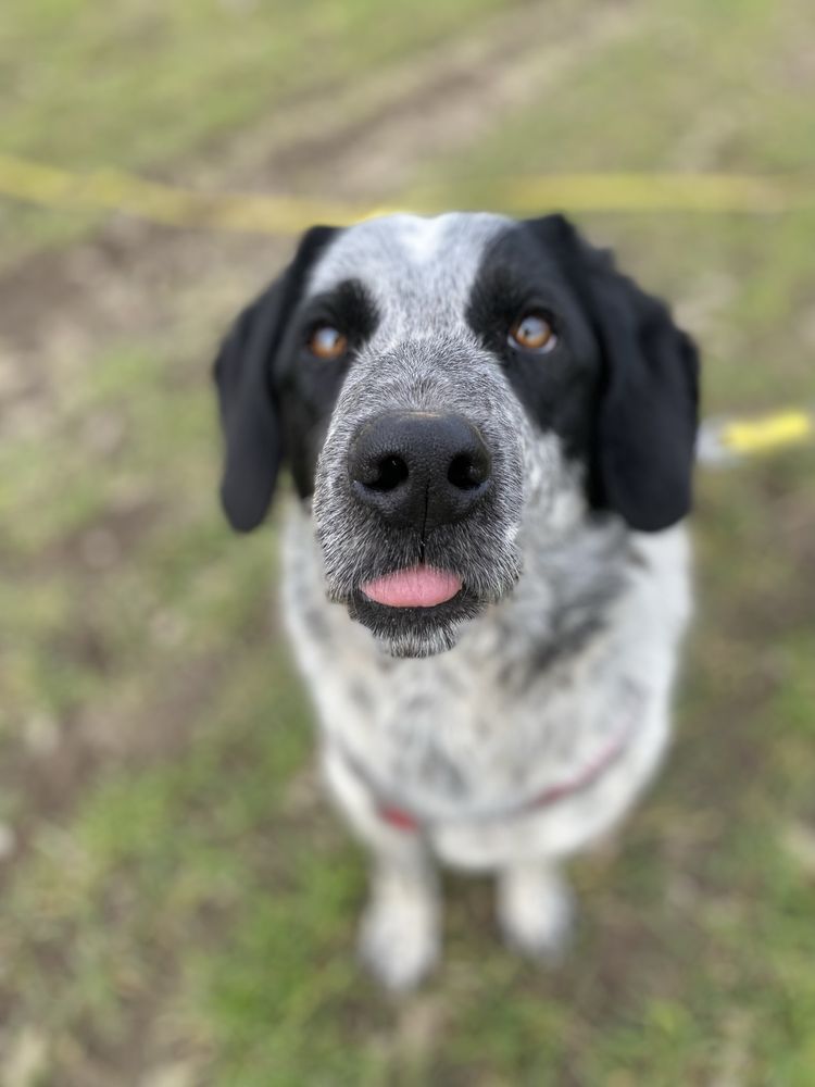 Kochany domowy pies wyżeł dalmatyńczyk labrador golden gończy polski