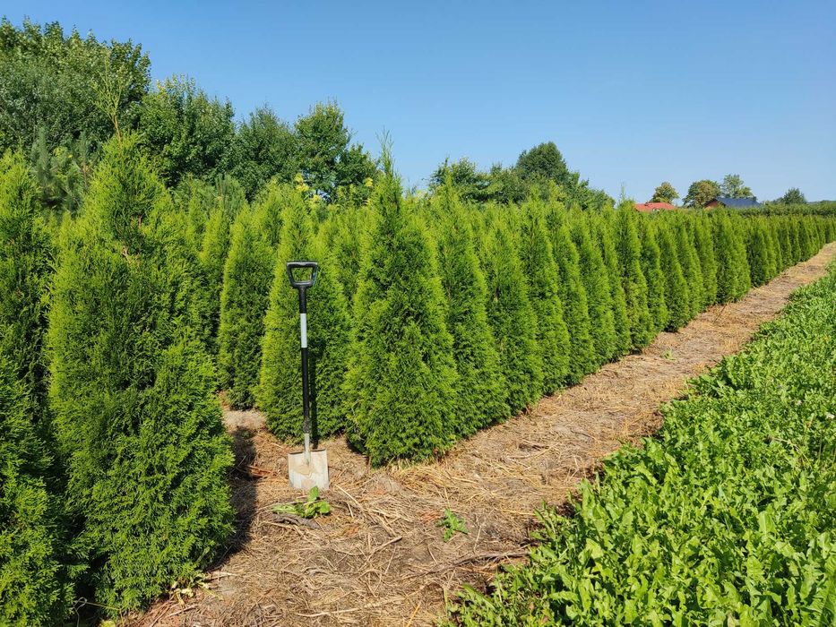 Tuje Szmaragd Wysokie 1,6 m 2m 2,2m 2,4m ŚLĄSK dostawa gratis  SADZIMY