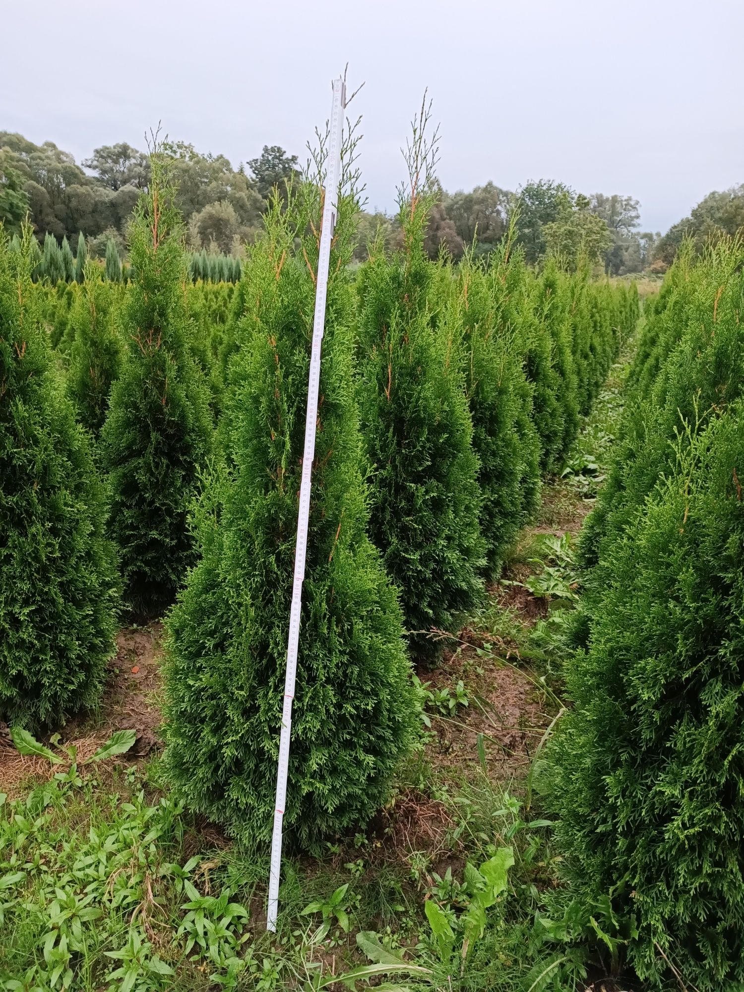 Tuja szmaragd thuja tuje 120 cm