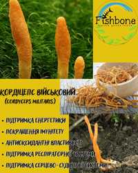 Кордіцепс Військовий (Cordyceps militaris)