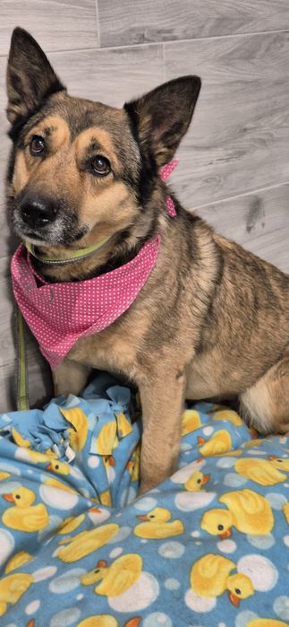 Suczka około pięć lat