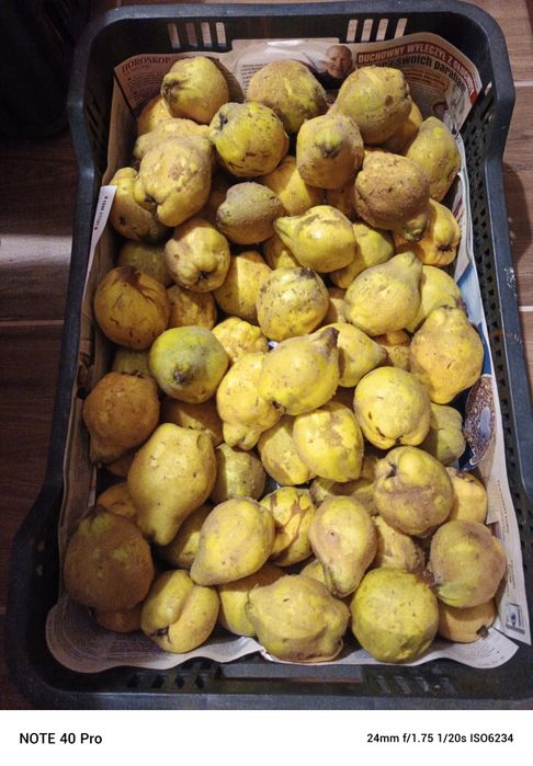 Pigwa. Owoce pigwy gruszkowej.