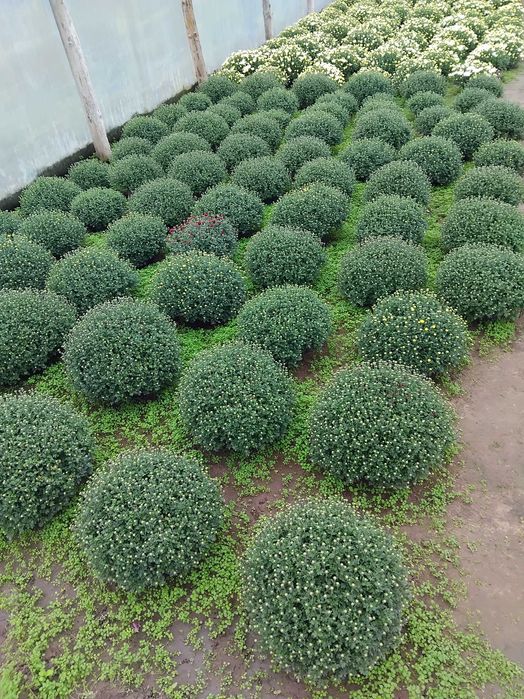 Sprzedam chryzantem drobnokwiatowe