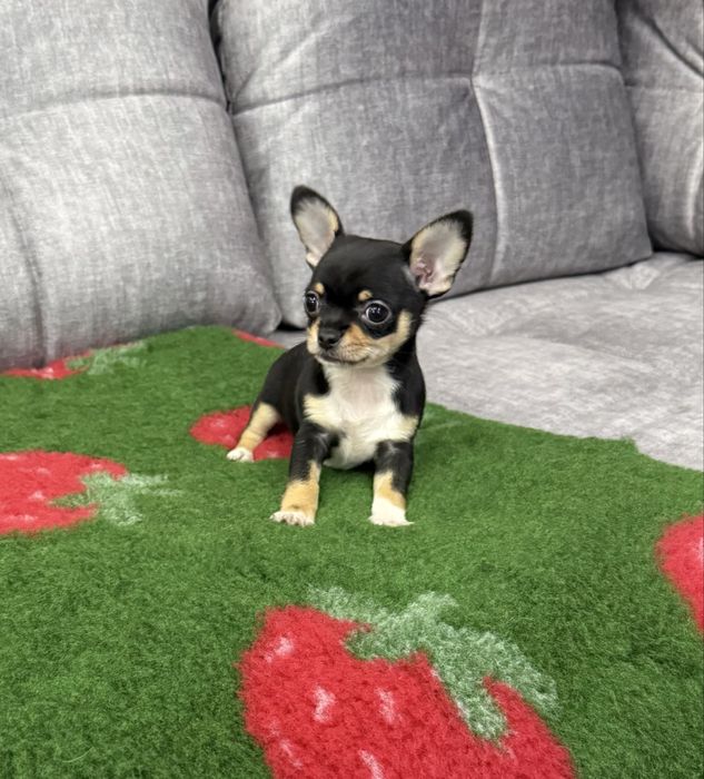 Chihuahua mini sunia czarna krótkowłosa