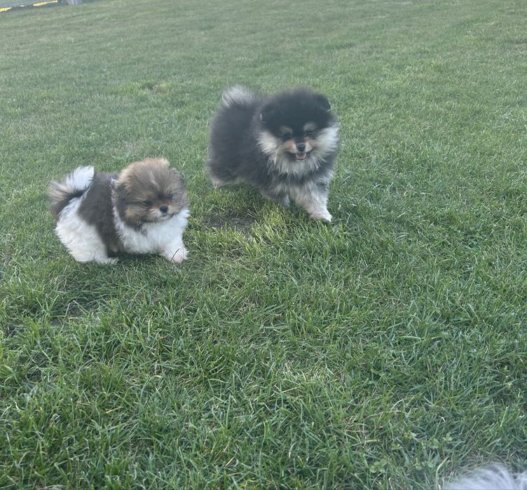 Szpic miniaturowy- pomeranian