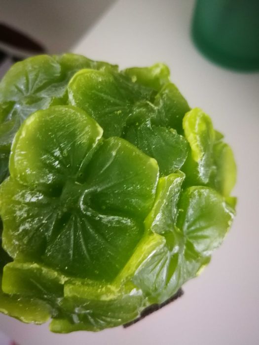 Vela em flor verde