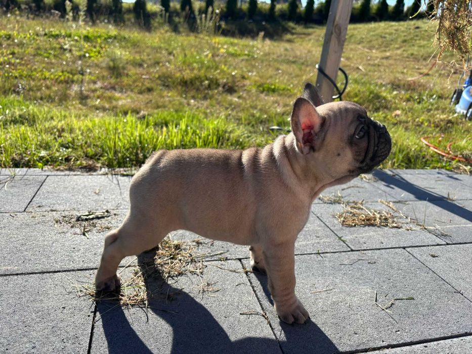suczka ZKwP Buldog Francuski płowa