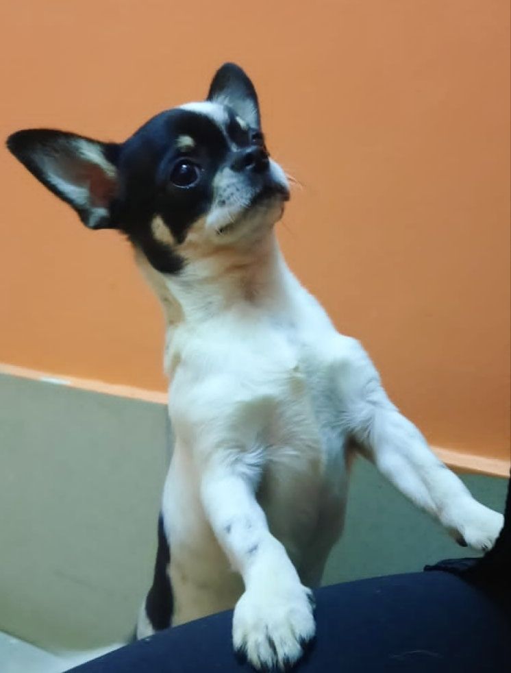 Chihuahua krótkowłosy
