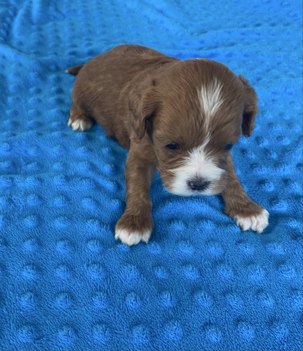 CAVAPOO  suczka mix Cavalier King Charles Spaniel & Pudel toy