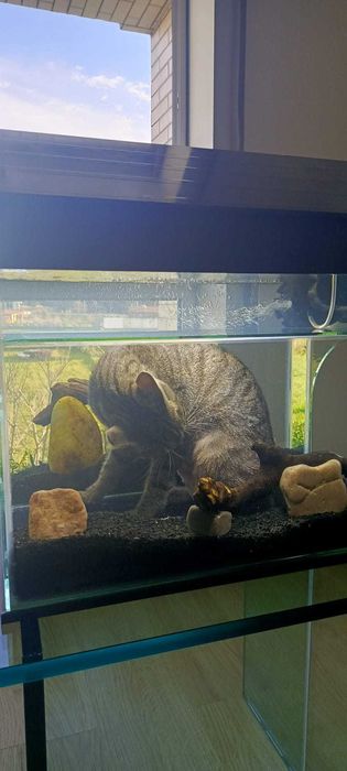 Vendemos aquário - gatário! Uma nova opção interessante!