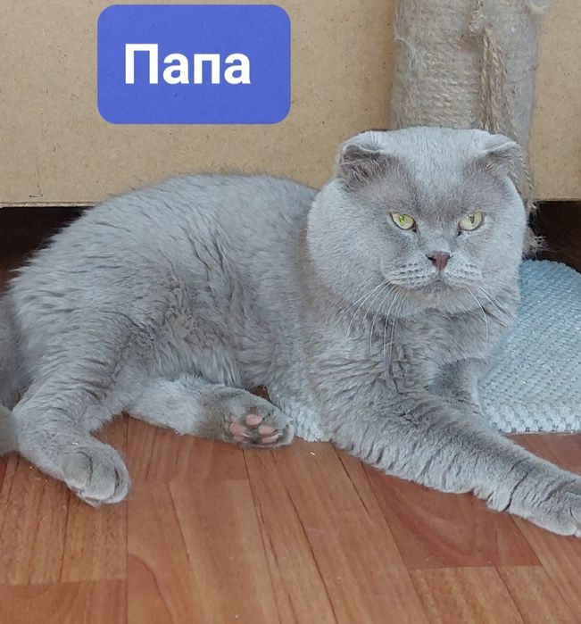 Шотландская вислоухая Девочка. Окрас Блю-пойнт.