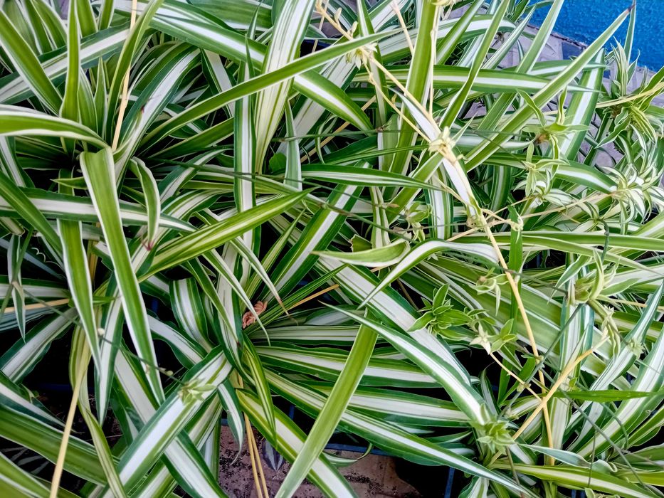 Planta aranha Chlorophytum Comosum