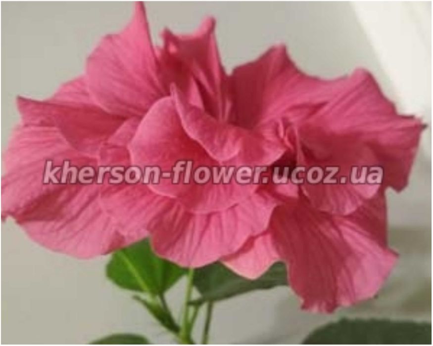 Комнатный гибискус малиновый махровый китайская роза