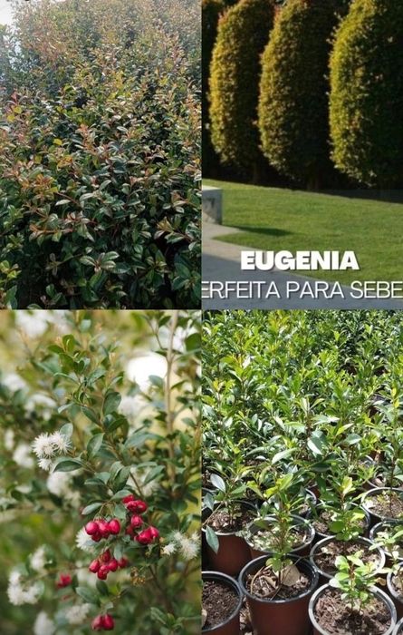Eugenias  myrtifolia newport para sebes  15/25cm o 30/40cm ultimas  un