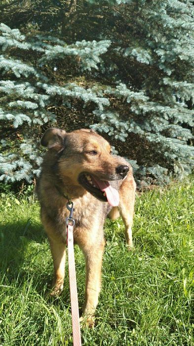 Biedna sunia ,prosi o dom.