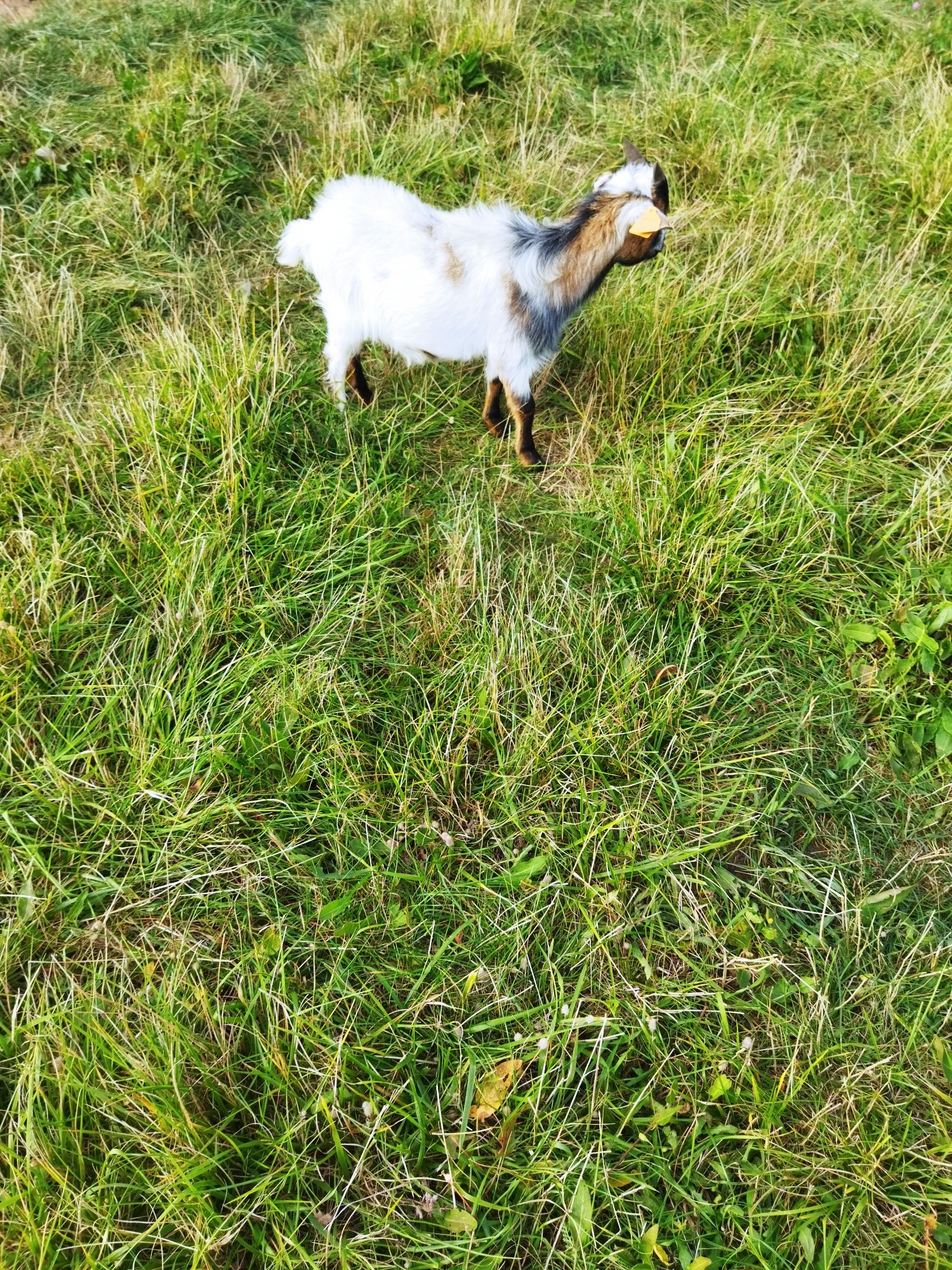 Koziołek miniaturka