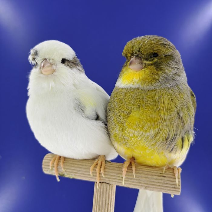 Kanarek, samczyki - sprzedam, Wrocław