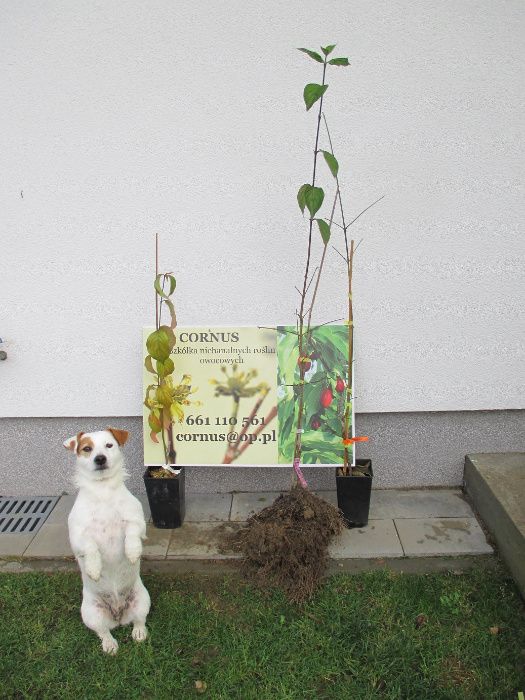 Dereń jadalny sadzonki szczepione na plantacje, polskie i ukraińskie