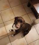 Cãozinho (macho) para Adoção