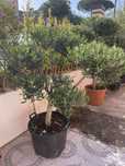 Oliveira bonsai em vaso