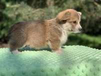 corgi pembroke chłopiec