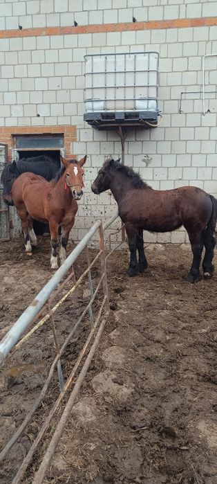 Koń źrebak klacze zimnokrwiste