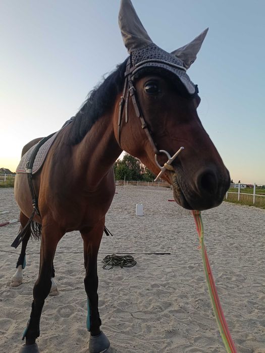 Konie do dzierżawy/współdzierżawy