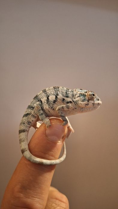 Kamelon lamparci