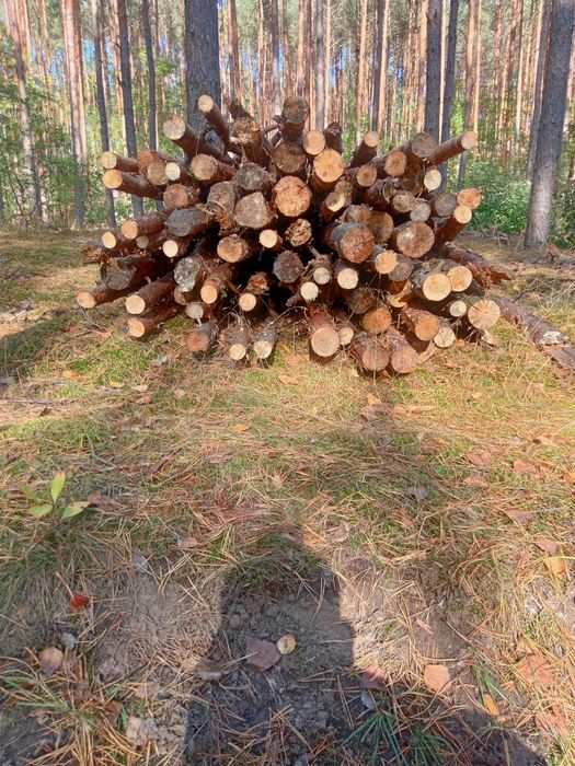 Gałęziówka liściasta i iglasta gruba