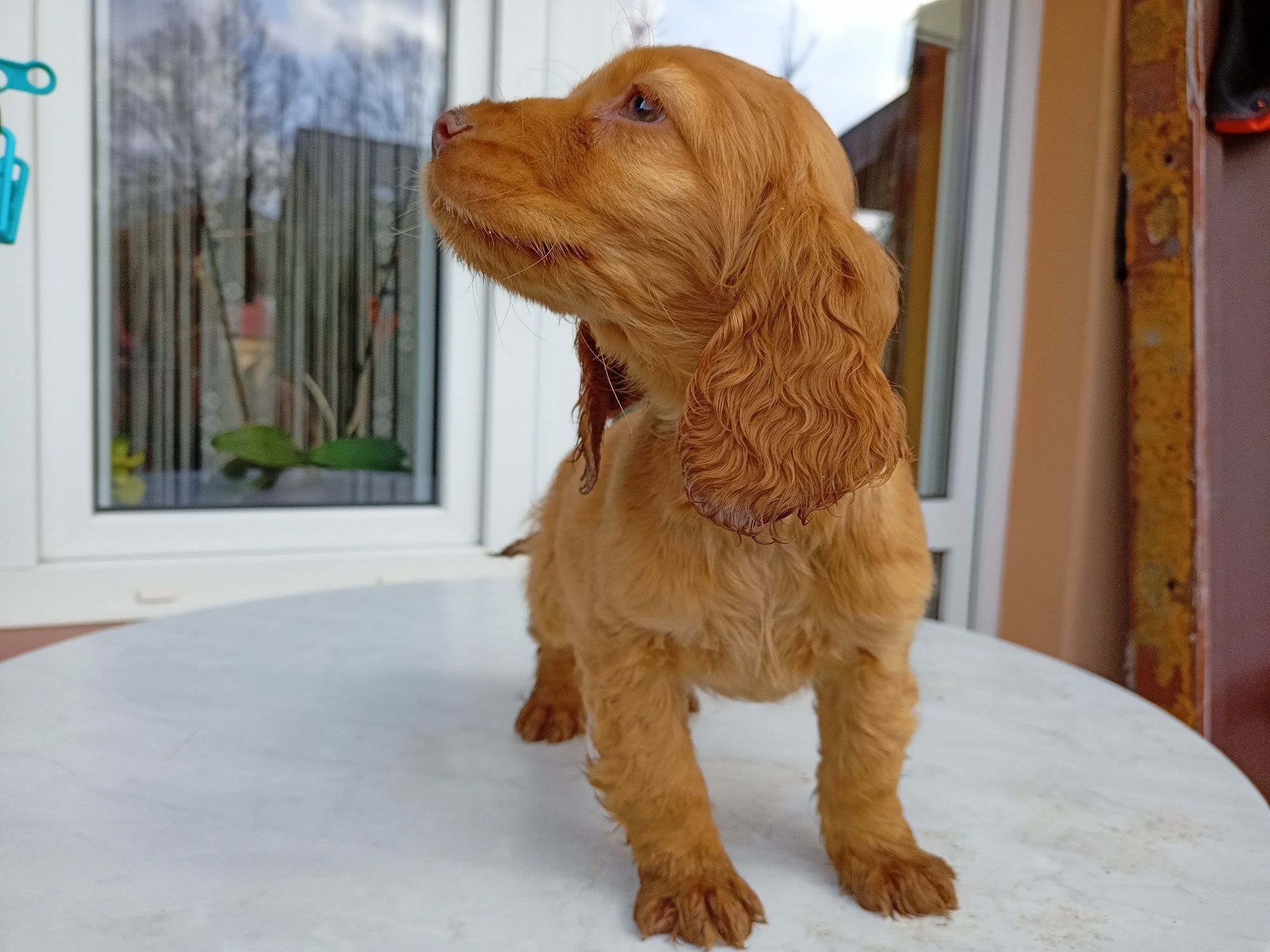 Cocker spaniel angielski Piesek