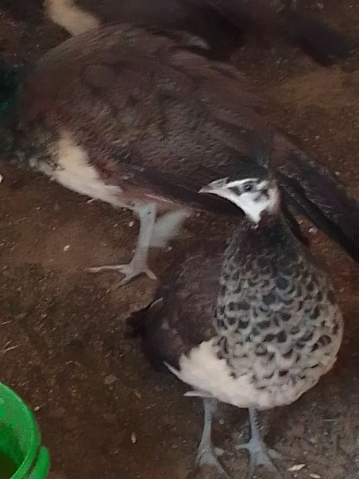 Sprzedam pawie niebieskie