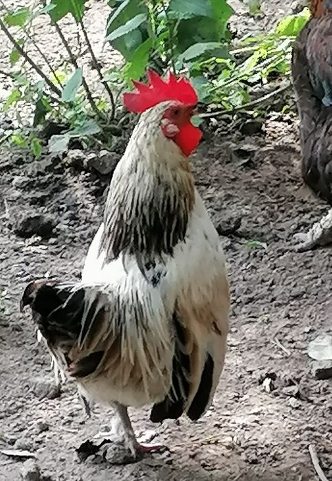 Kogutyi liliputki mlode