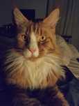 Zaginął kot rasy Maine Coon