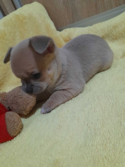 Маленьке щастячко шукає відповідальних батьків