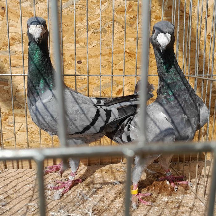 gołąb, gołębie niemiecki wystawowy