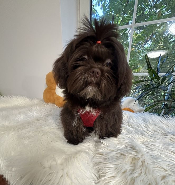 Shih tzu Czekolad z genem pełny rodowód ZHPR UCI