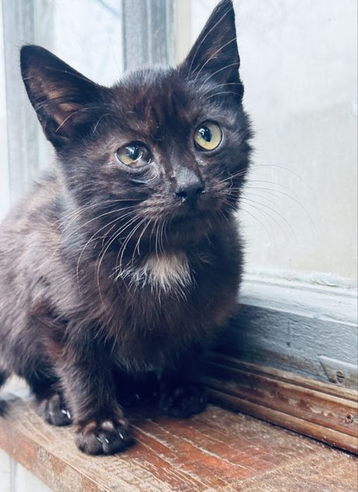 Чорне кошеня маленьке кошеня