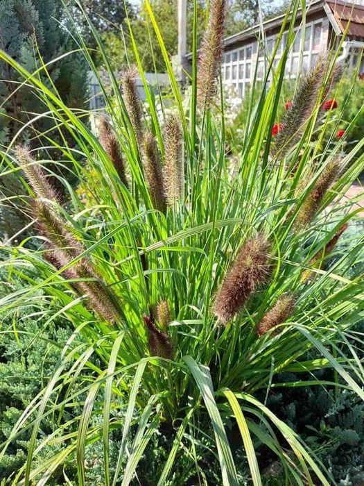 Саженцы цветов многолетних пеннисетум