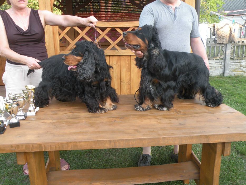 zapowiedź miotu, cocker spaniel angielski