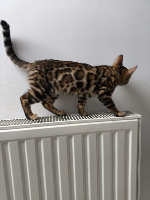 Kotek bengalski.
