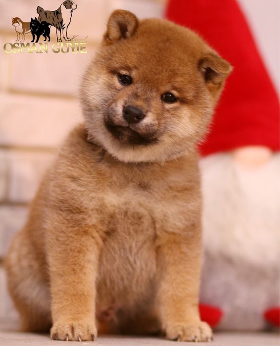 Высокопородные мальчики Шиба сиба ину питомник