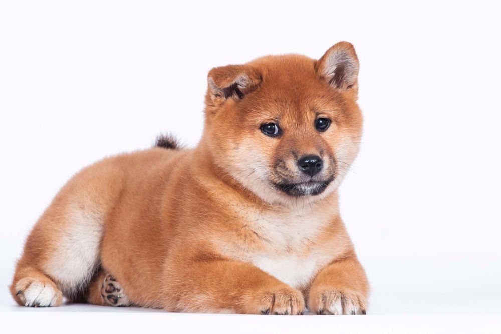 Шиба іну цуцики