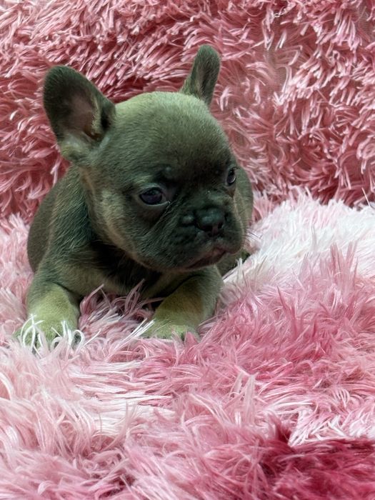 Французский бульдог девочка